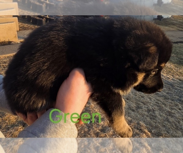 Medium Photo #13 German Shepherd Dog Puppy For Sale in BLOOMINGTON, WI, USA