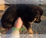 Small Photo #13 German Shepherd Dog Puppy For Sale in BLOOMINGTON, WI, USA