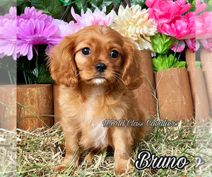 Cavalier King Charles Spaniel Puppy for sale in MIAMI, FL, USA