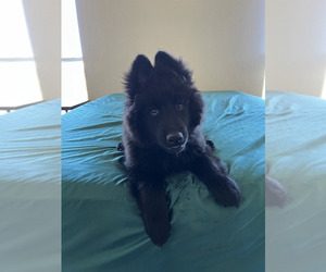 Belgian Sheepdog-Samoyed Mix Puppy for sale in CANYON, TX, USA