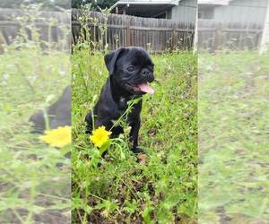 Pug Dog for Adoption in ROUND ROCK, Texas USA
