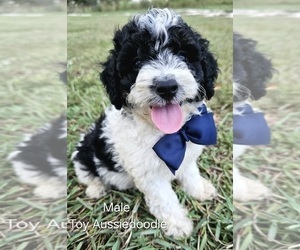 Aussie-Poo-Aussiedoodle Mix Puppy for sale in TAYLOR, TX, USA