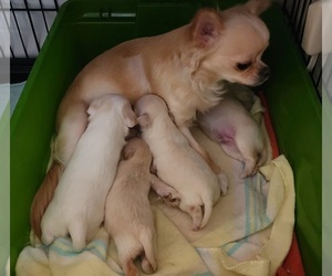 Mother of the Chihuahua puppies born on 09/26/2022