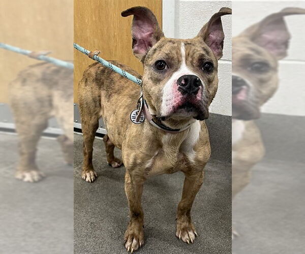 Medium Photo #1 Mutt Puppy For Sale in Forestville, MD, USA