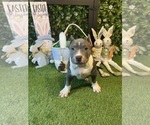 Puppy Puppy 3 Cairo American Bully