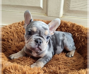 French Bulldog Puppy for Sale in COCOA, Florida USA