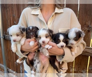 Miniature Australian Shepherd Puppy for sale in FRISCO, TX, USA