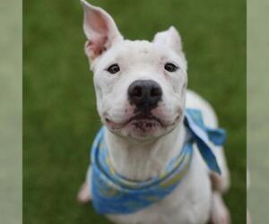 American Staffordshire Terrier-Unknown Mix Dogs for adoption in San Antonio, TX, USA