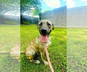 Mountain Cur-Unknown Mix Dogs for adoption in Westwood, NJ, USA