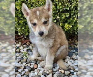 Siberian Husky-Unknown Mix Dogs for adoption in Fremont, CA, USA