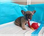 Small Photo #3 French Bulldog Puppy For Sale in KISSIMMEE, FL, USA