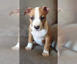 American Staffordshire Terrier Puppy for sale in WINSTON, MO, USA