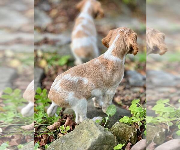 Medium Photo #2 Brittany Puppy For Sale in BERKSHIRE, NY, USA