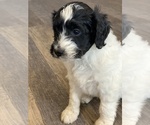 Small Photo #4 Aussiedoodle Puppy For Sale in CRAWFORDSVILLE, IN, USA
