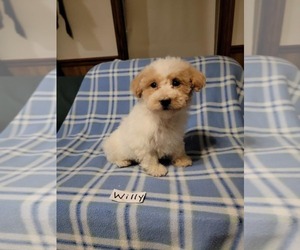 Maltipoo Puppy for sale in CLARKRANGE, TN, USA