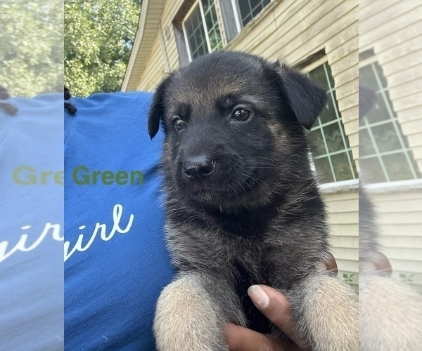 Medium Photo #17 German Shepherd Dog Puppy For Sale in SUMPTER TWP, MI, USA