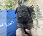 Small #16 German Shepherd Dog
