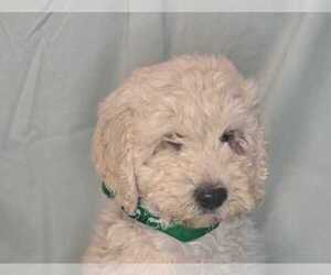 Goldendoodle Puppy for sale in GLADEWATER, TX, USA