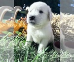 AKC Ready to Go - Male Golden Retriever Puppy for Sale - Photo #4