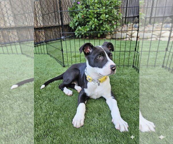 Medium Photo #4 American Pit Bull Terrier-Unknown Mix Puppy For Sale in Berkeley, CA, USA