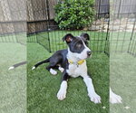 Small #3 American Pit Bull Terrier Mix