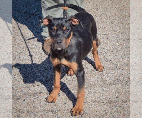 Medium Photo #3 American Staffordshire Terrier-Rottweiler Mix Puppy For Sale in Huntley, IL, USA