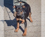Small Photo #3 American Staffordshire Terrier-Rottweiler Mix Puppy For Sale in Huntley, IL, USA