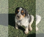 Small Photo #9 Australian Cattle Dog Puppy For Sale in BRIGGSDALE, CO, USA