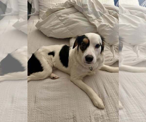 Medium Photo #2 Border-Aussie Puppy For Sale in Plymouth, MN, USA