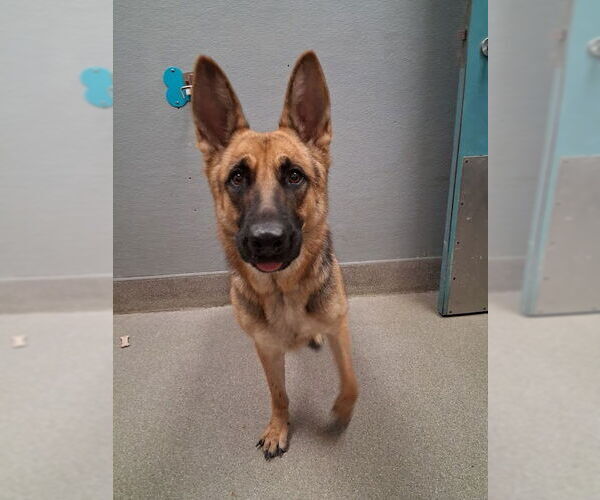 Medium Photo #1 German Shepherd Dog-Unknown Mix Puppy For Sale in Las Vegas, NV, USA