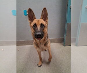 German Shepherd Dog-Unknown Mix Dogs for adoption in Las Vegas, NV, USA