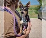 Small #3 Italian Greyhound-Miniature Pinscher Mix