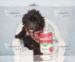 Small Poodle (Toy)