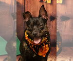 Small #1 American Pit Bull Terrier Mix