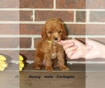 Image preview for Ad Listing. Nickname: Sunny