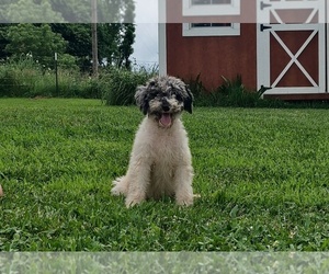 Poodle (Standard) Puppy for Sale in COUCH, Missouri USA