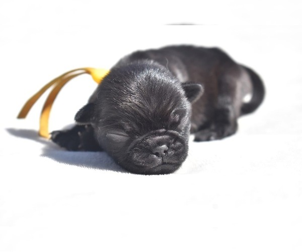 Medium Photo #1 Pug Puppy For Sale in PALM COAST, FL, USA