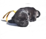 Image preview for Ad Listing. Nickname: Puddin