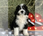 Small Photo #1 Miniature Bernedoodle Puppy For Sale in LEO, IN, USA