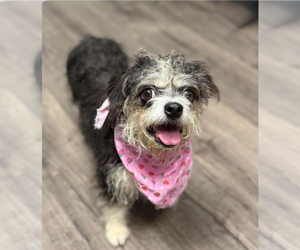 Medium Photo #3 Jack Russell Terrier-Shih Tzu Mix Puppy For Sale in Lakewood, CO, USA