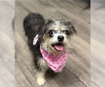 Small #2 Jack Russell Terrier-Shih Tzu Mix