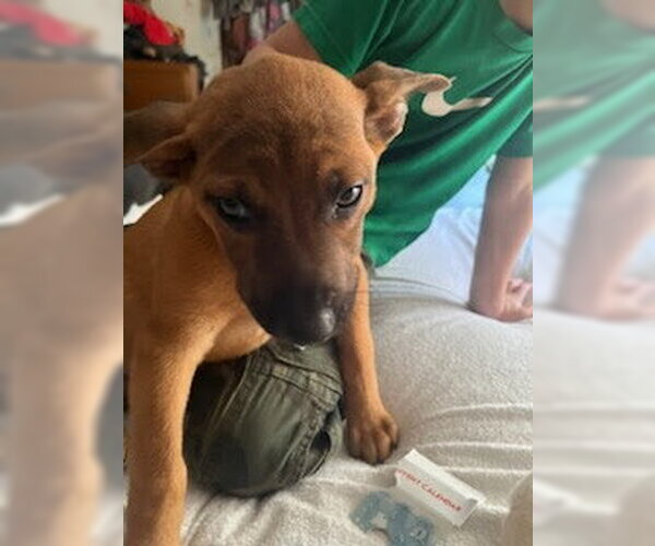 Medium Photo #7 American Staffordshire Terrier-Unknown Mix Puppy For Sale in columbia, SC, USA