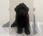 Small #4 Chow Chow-Poodle (Standard) Mix