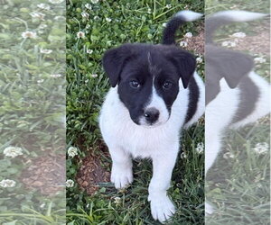 Aussiedor Dogs for adoption in Columbus, IN, USA