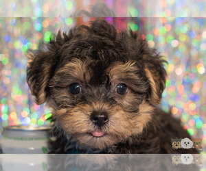 Morkie-Poodle (Toy) Mix Puppy for sale in SAFFORD, AZ, USA