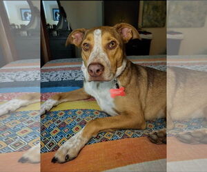 Labrador Retriever-Red Heeler Mix Dogs for adoption in Rosenberg, TX, USA