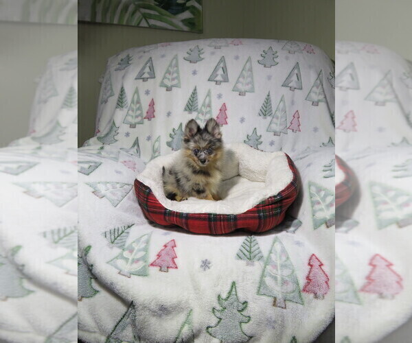 Medium Photo #3 Pomeranian Puppy For Sale in COOKEVILLE, TN, USA