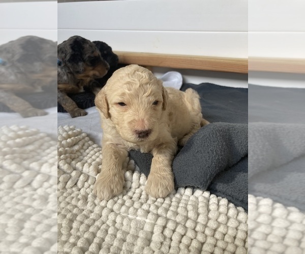 Medium Photo #5 Goldendoodle Puppy For Sale in LAKEWOOD, WA, USA
