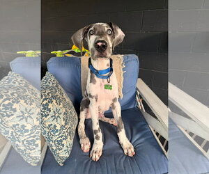 Great Dane Dogs for adoption in Croydon, NH, USA
