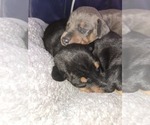 Small #14 Doberman Pinscher